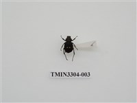 藏品(血紅虎斑花金龜)的圖片